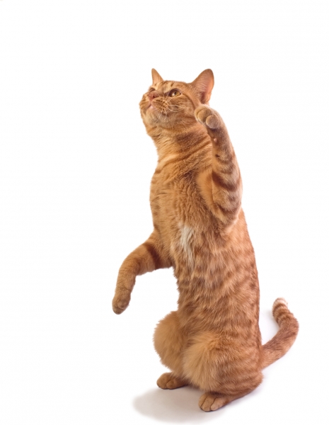 198168-orange-tabby-cat-isloated