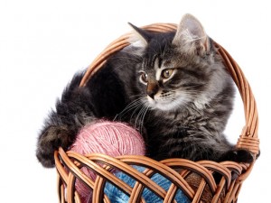 Söt katt