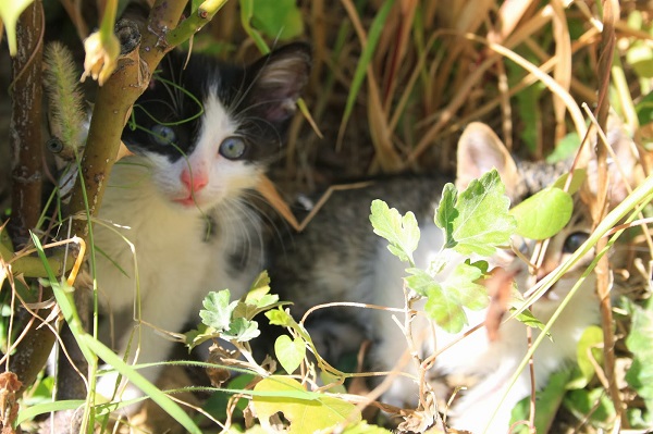 katter