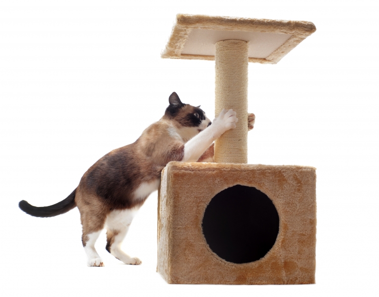 2865082-scratching-cat