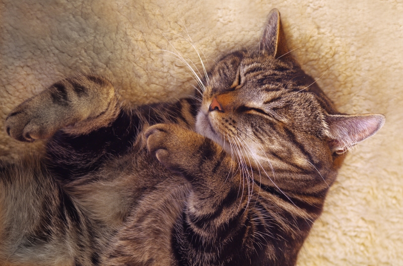 1164606-sleeping-cat