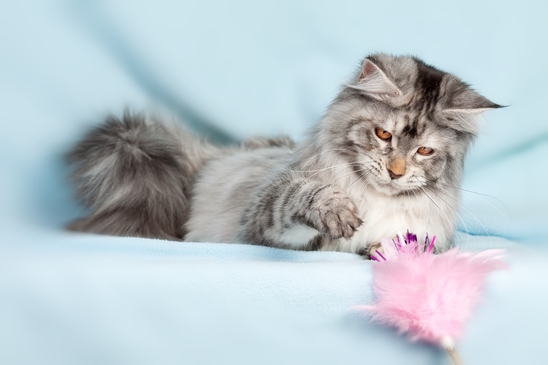 Pet cat