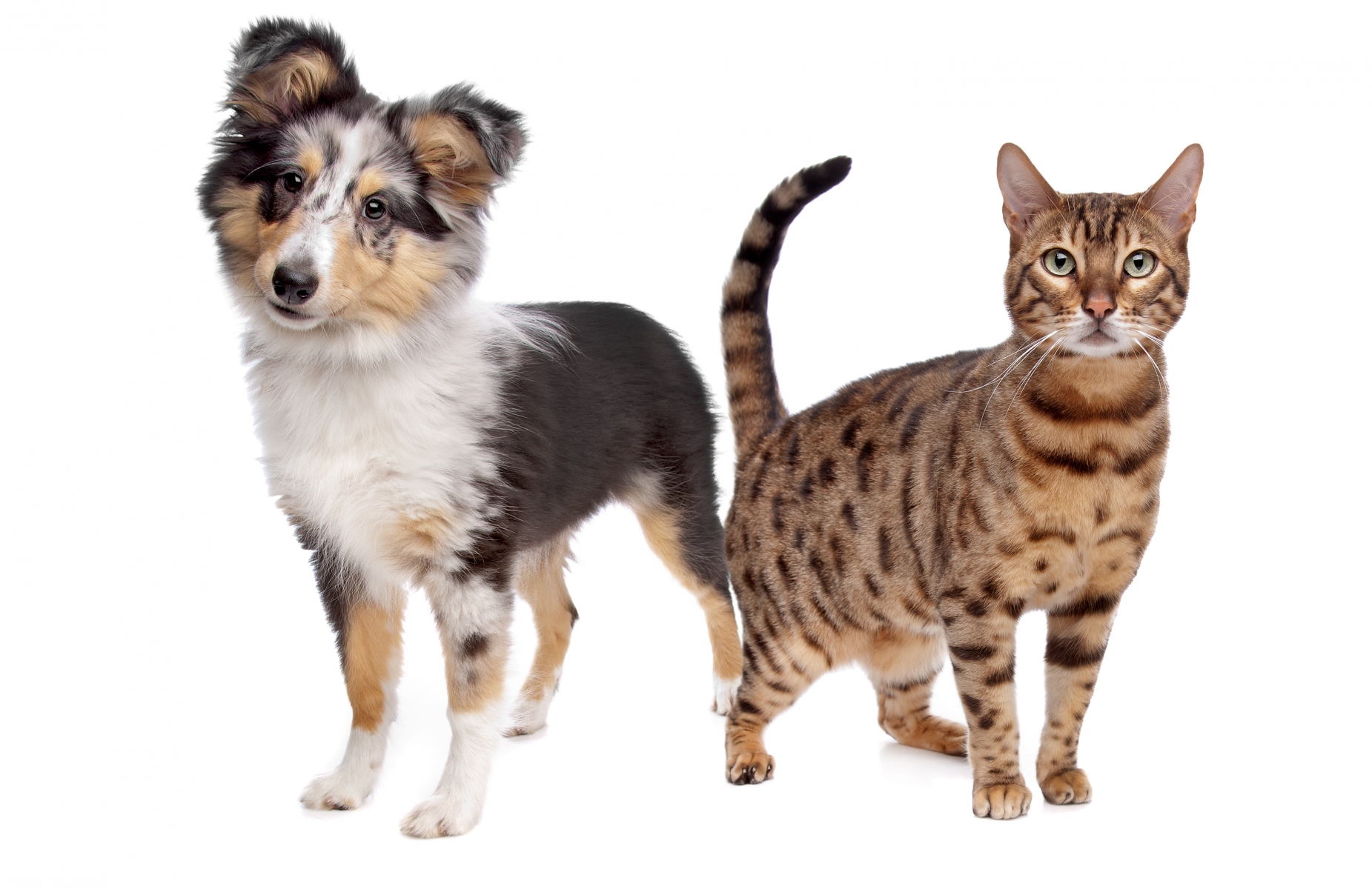 3088336-dog-and-cat